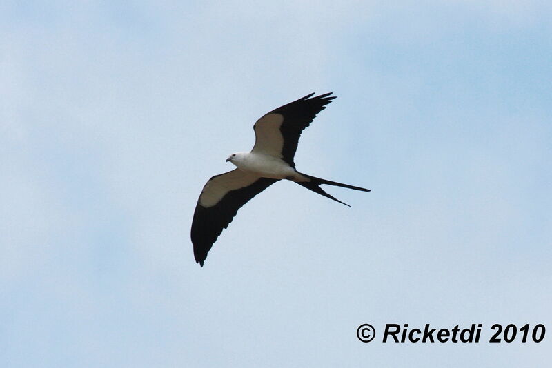 Swallow-tailed Kite