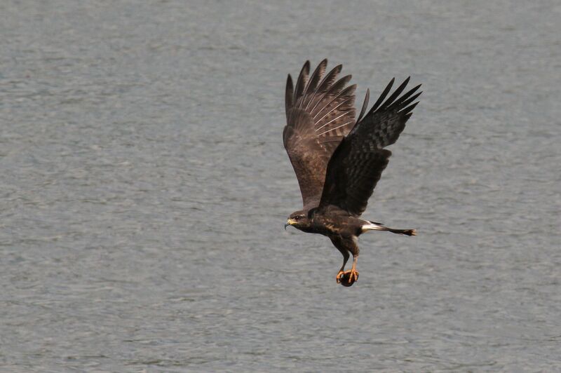 Snail Kite