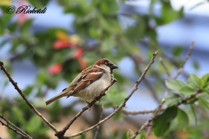 House Sparrow male