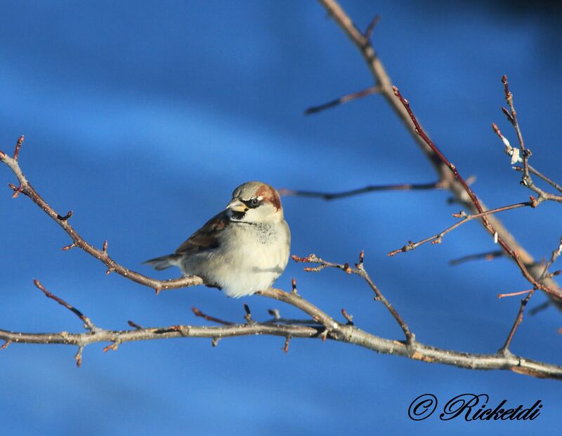 House Sparrow male