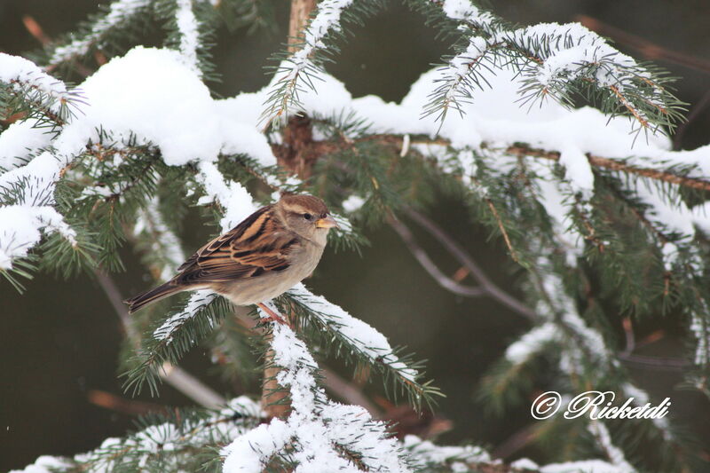 Moineau domestique femelle