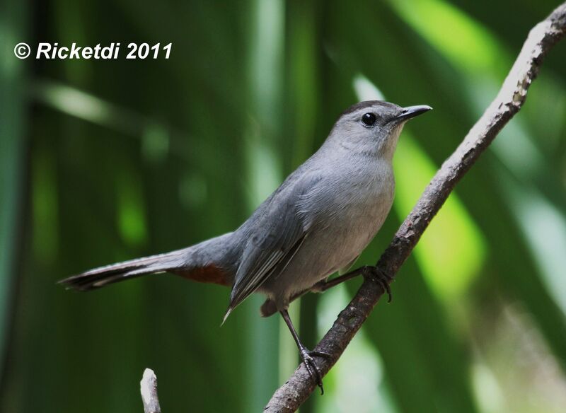 Grey Catbird