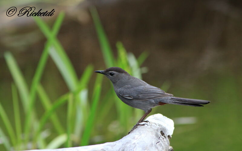 Grey Catbird