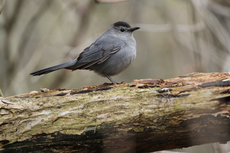 Grey Catbird