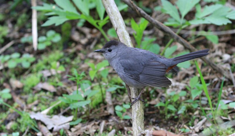 Grey Catbird