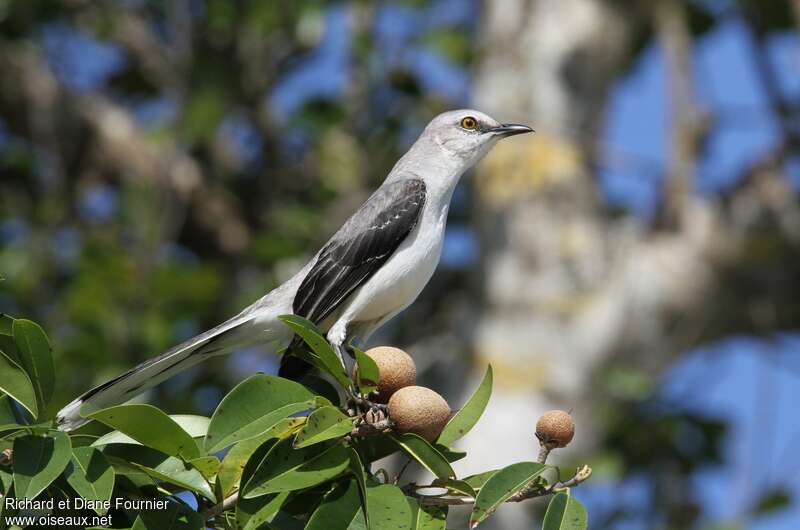 Tropical Mockingbirdadult, identification