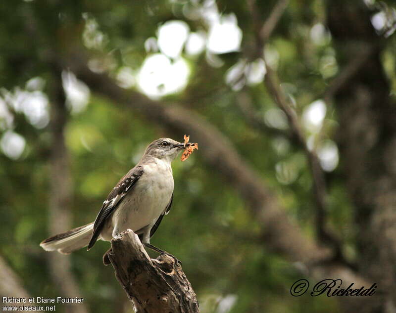 Northern Mockingbirdadult, feeding habits