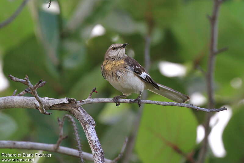 Northern Mockingbirdimmature, identification