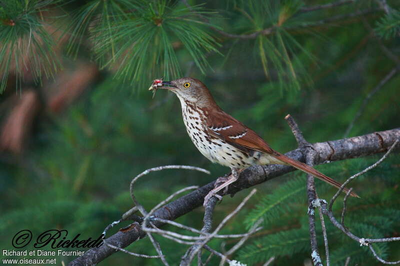 Brown Thrasher