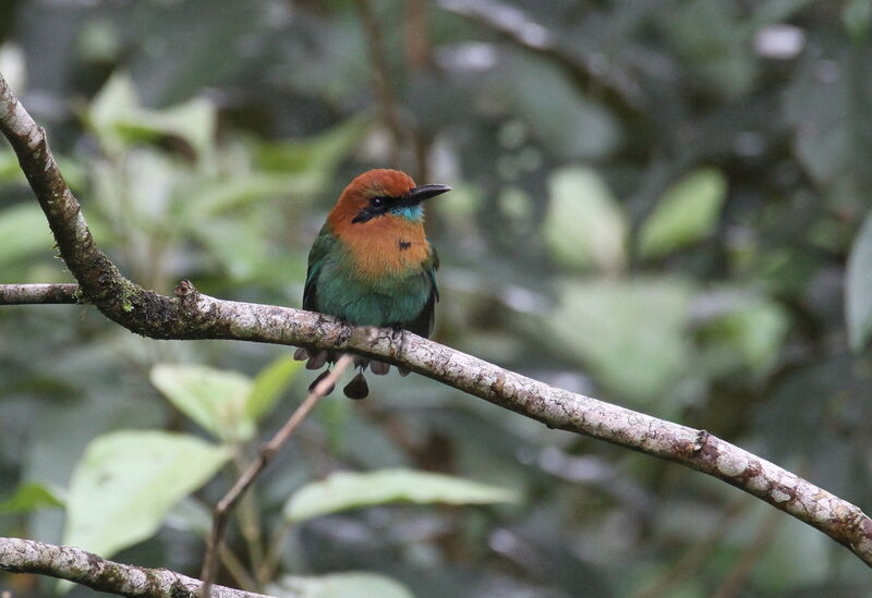 Broad-billed Motmot