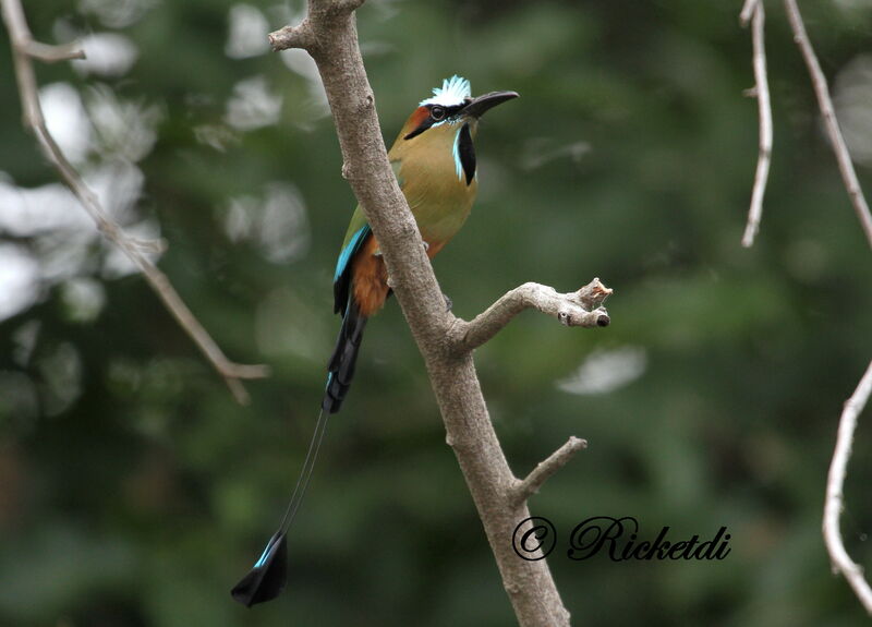 Turquoise-browed Motmot