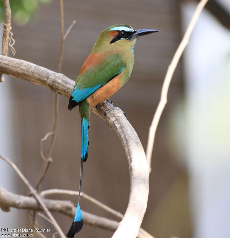 Motmot à sourcils bleusadulte nuptial, identification