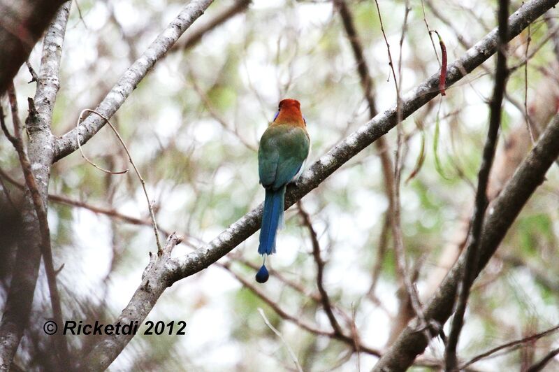 Motmot à tête rousse