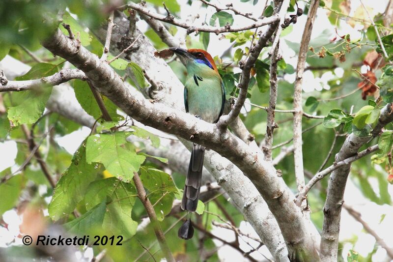 Motmot à tête rousse