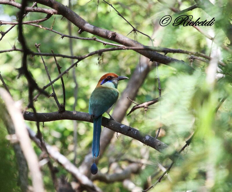 Russet-crowned Motmot