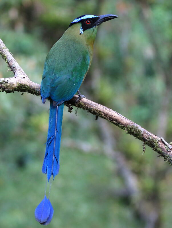 Andean Motmot