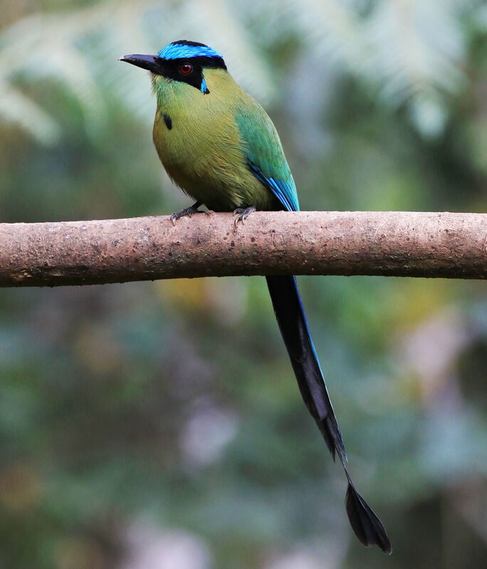 Motmot d'Équateur