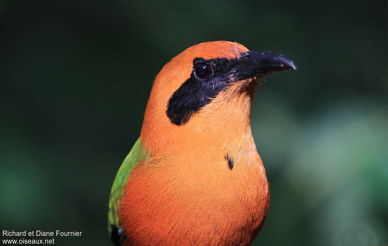 Rufous Motmotadult, close-up portrait