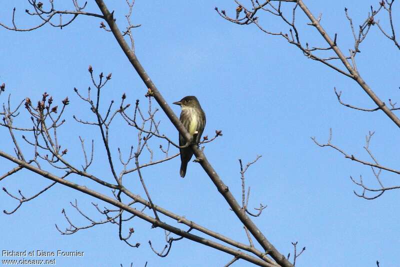 Olive-sided Flycatcheradult, habitat, pigmentation