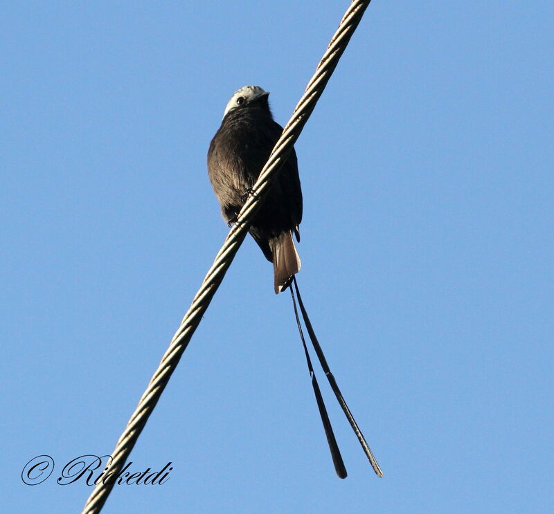 Long-tailed Tyrant