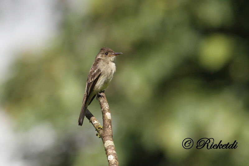 Northern Tropical Pewee