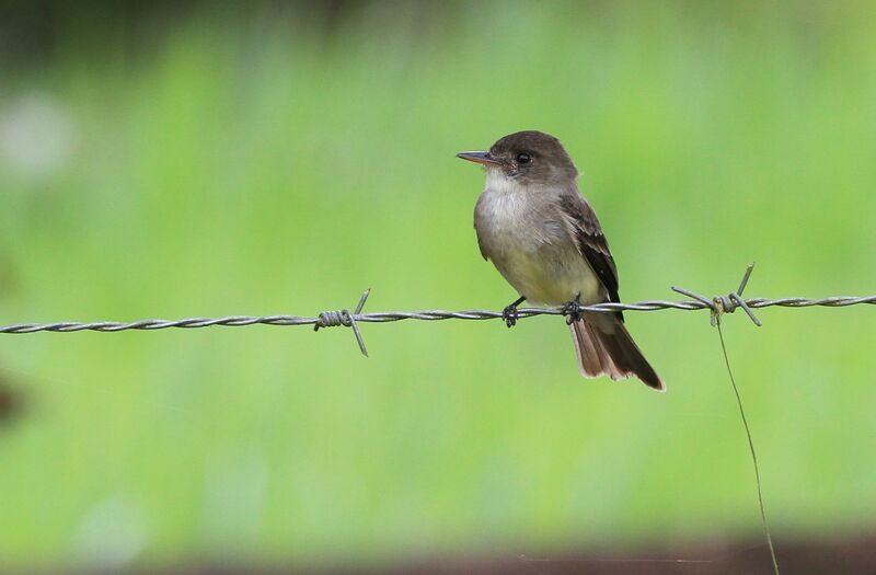 Northern Tropical Pewee