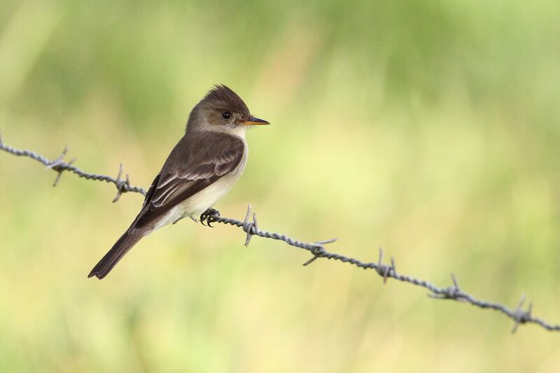 Northern Tropical Peweeadult, identification