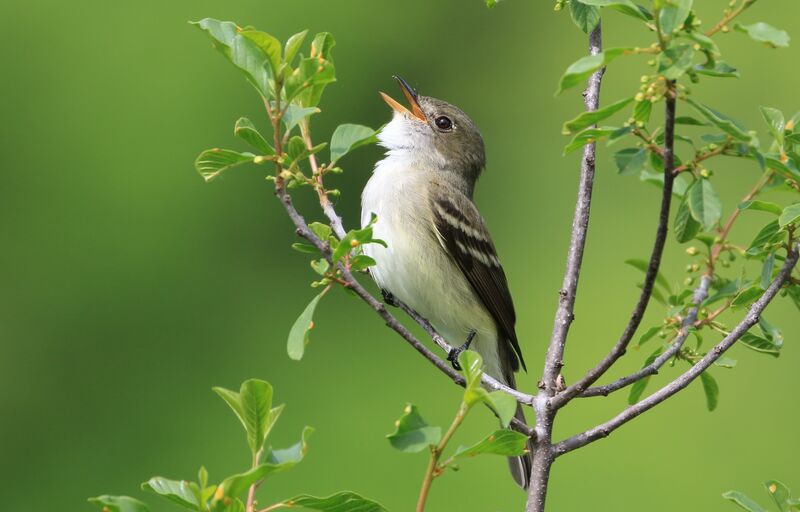 Alder Flycatcher