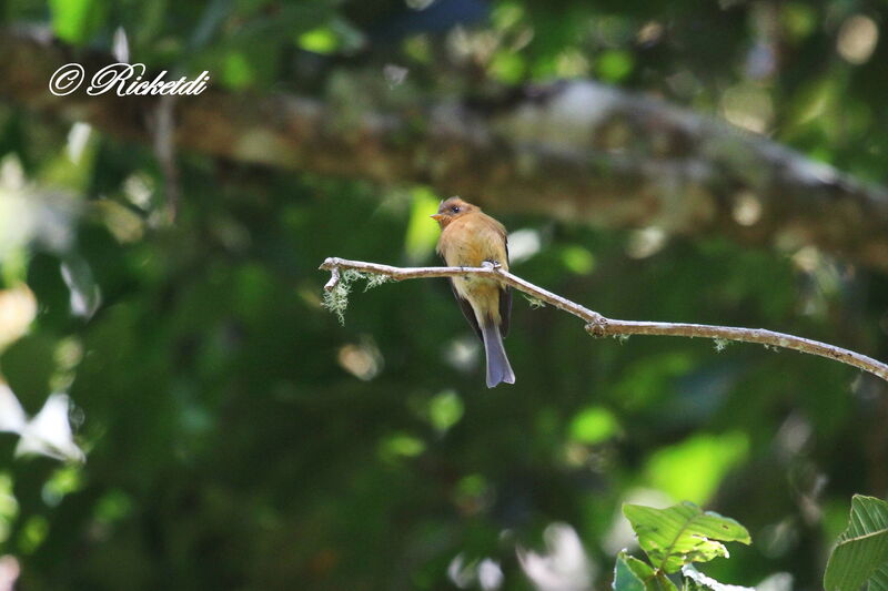 Northern Tufted Flycatcher