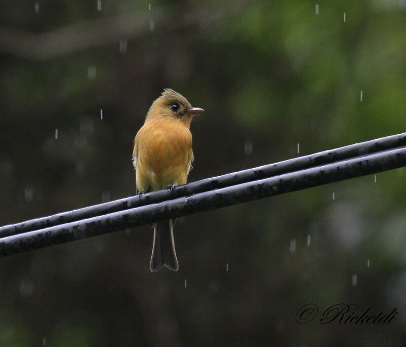 Northern Tufted Flycatcher