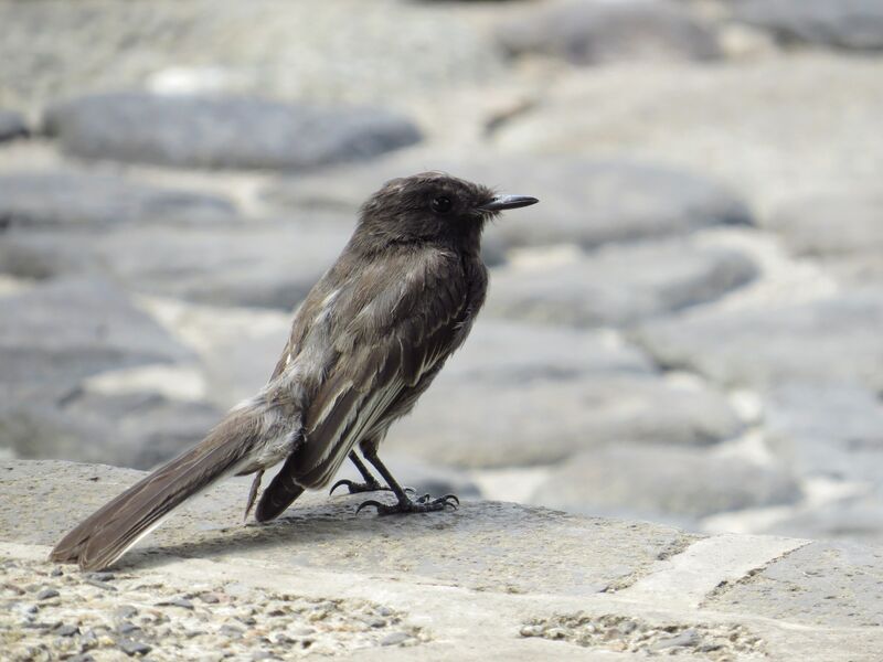 Black Phoebe