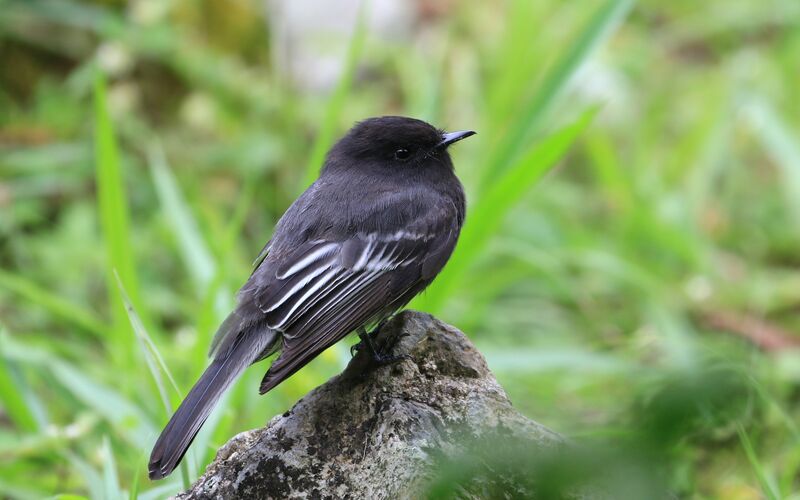 Black Phoebe