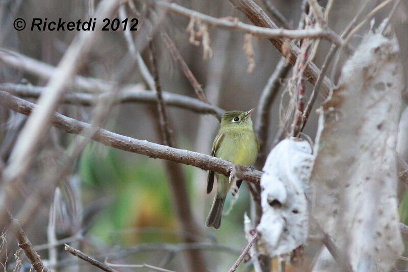 Western Flycatcher