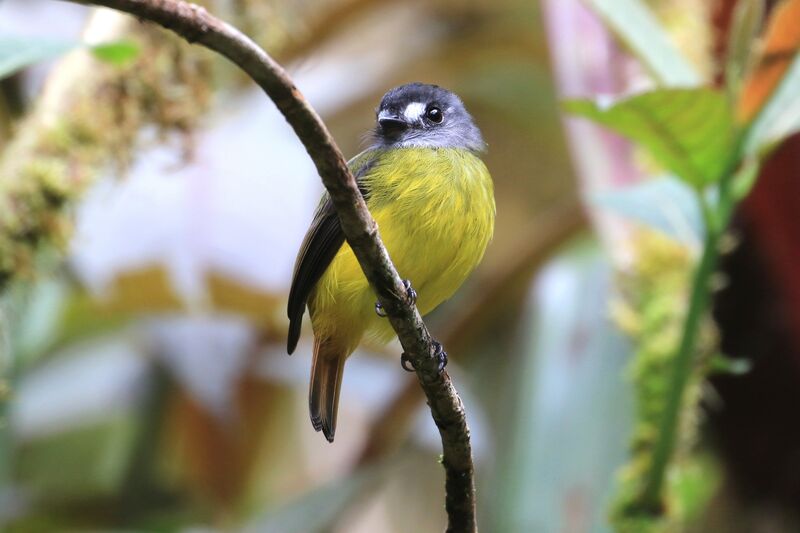 Ornate Flycatcher