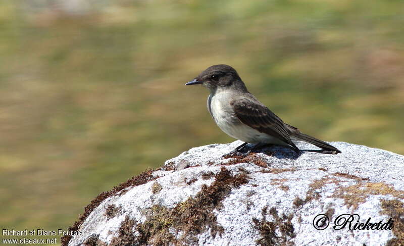 Eastern Phoebeadult, habitat