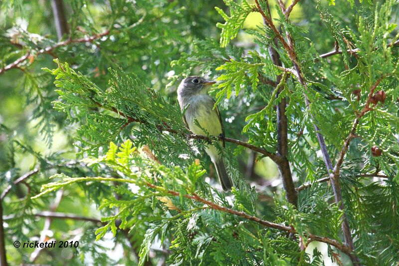 Least Flycatcher