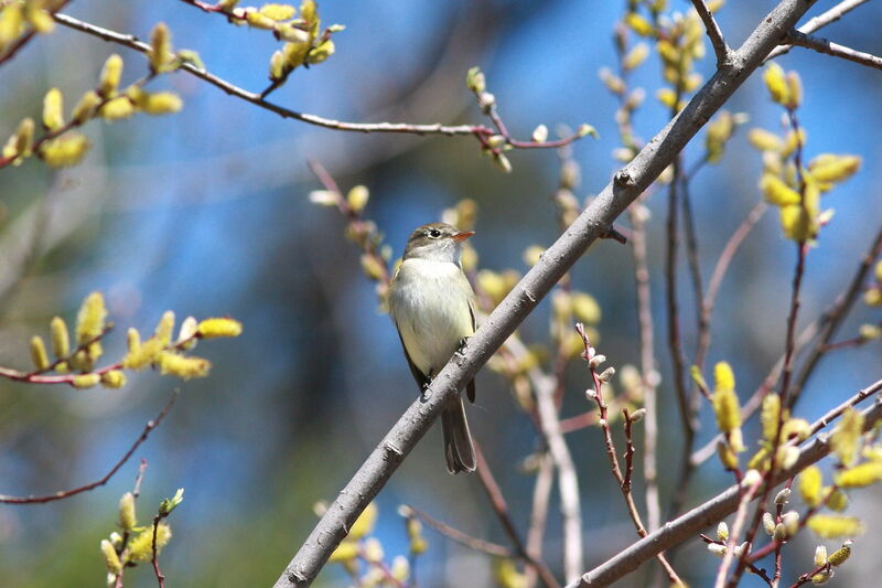 Least Flycatcher