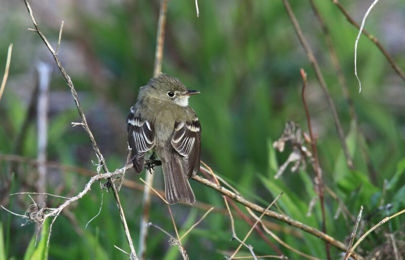 Least Flycatcher