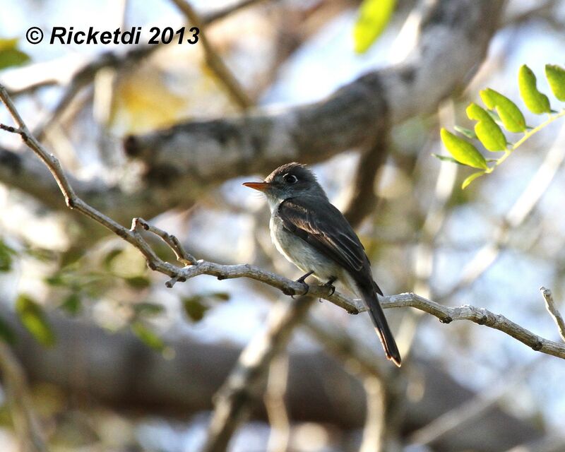 Cuban Pewee