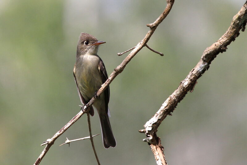 Cuban Pewee