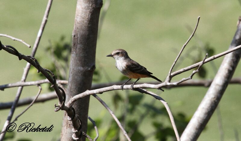 Vermilion Flycatcher