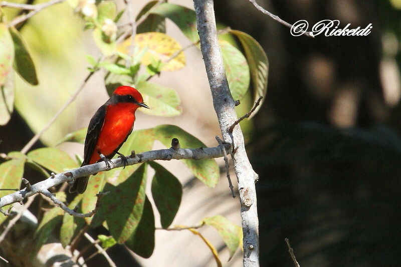 Vermilion Flycatcher male