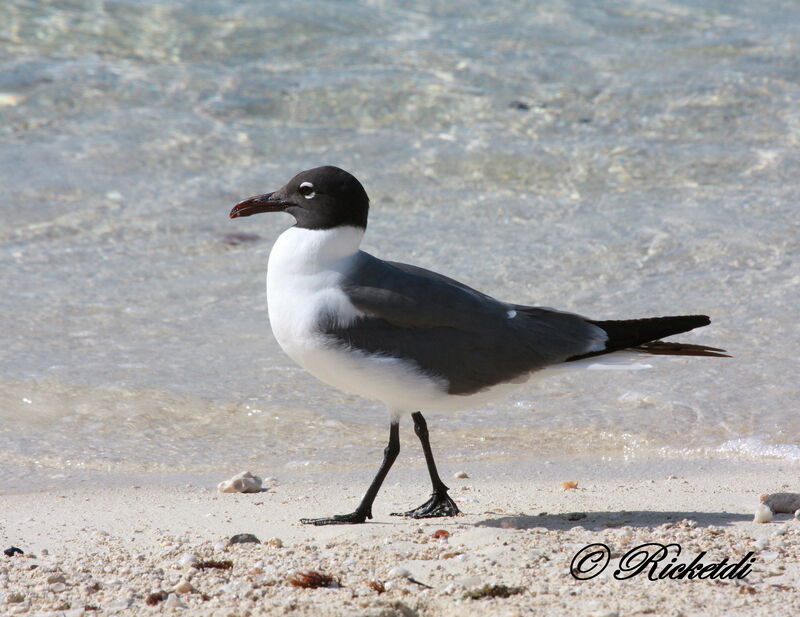 Mouette atricille