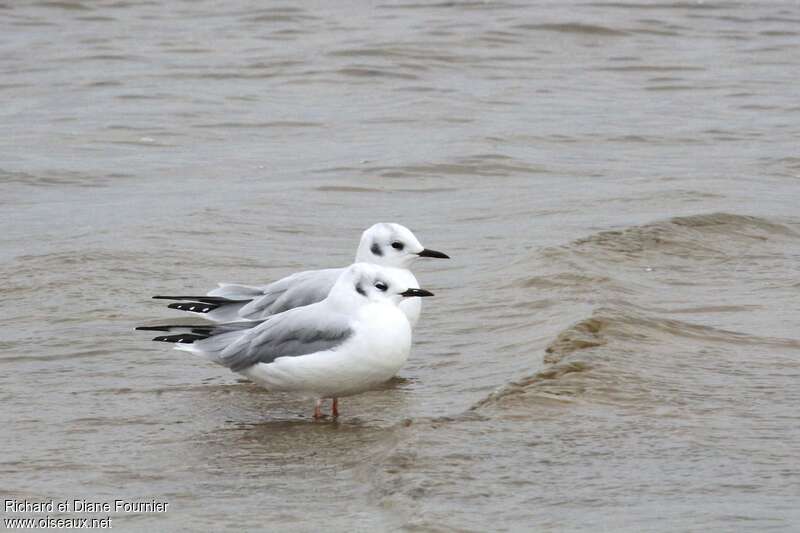 Bonaparte's Gulladult post breeding, identification