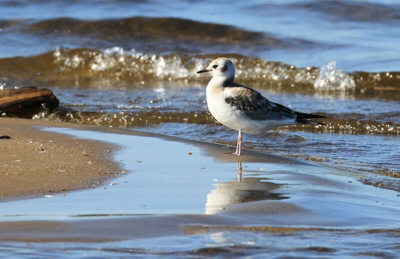 Bonaparte's Gulljuvenile