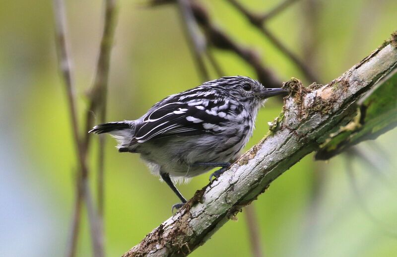 Pacific Antwren