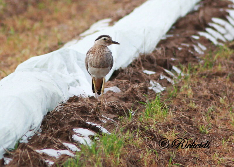 Double-striped Thick-knee