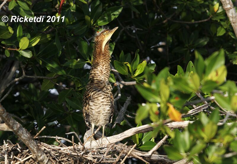 Bare-throated Tiger Heron