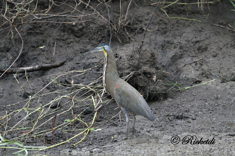 Bare-throated Tiger Heron