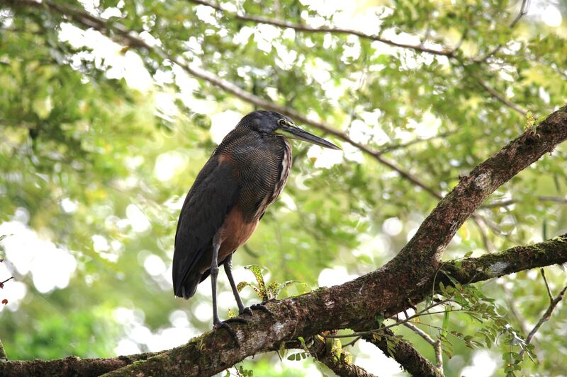 Bare-throated Tiger Heron